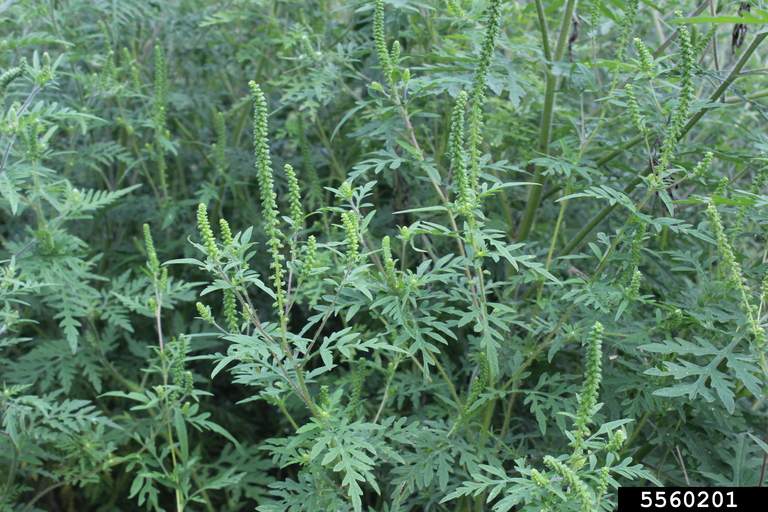 Common ragweed adult.